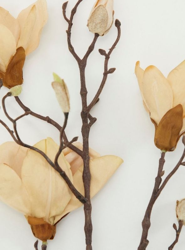 Magnolia Flower